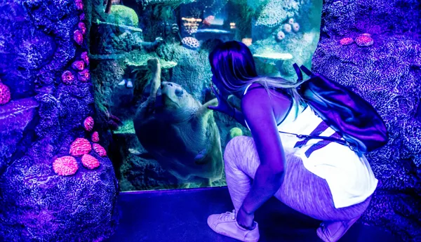 500 Sea Creatures Which Will Call The Exhibit Home Including Myrtle The Much Loved Green Sea Turtle